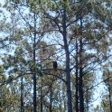 20130615_1231_Eagle in the Pine Hammock